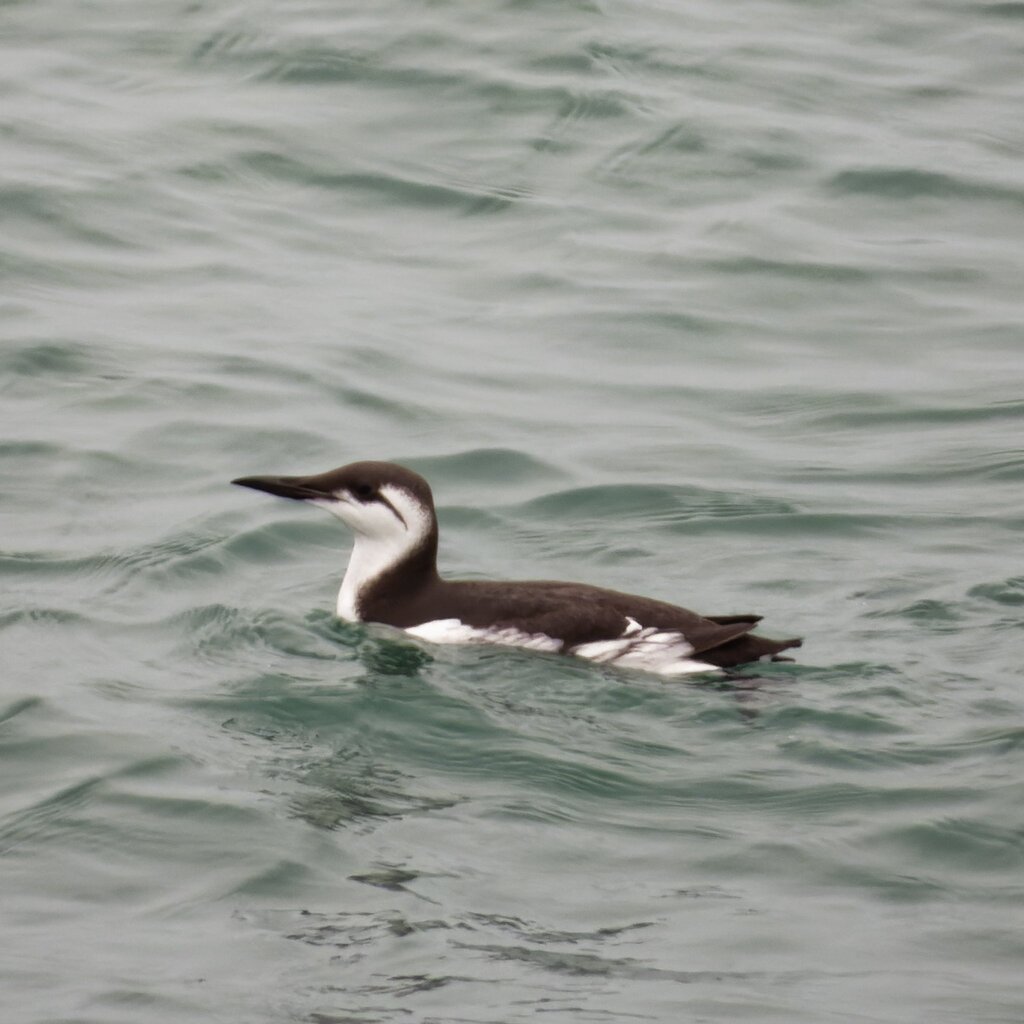 Guillemot